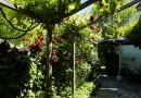 Wein und Rosen